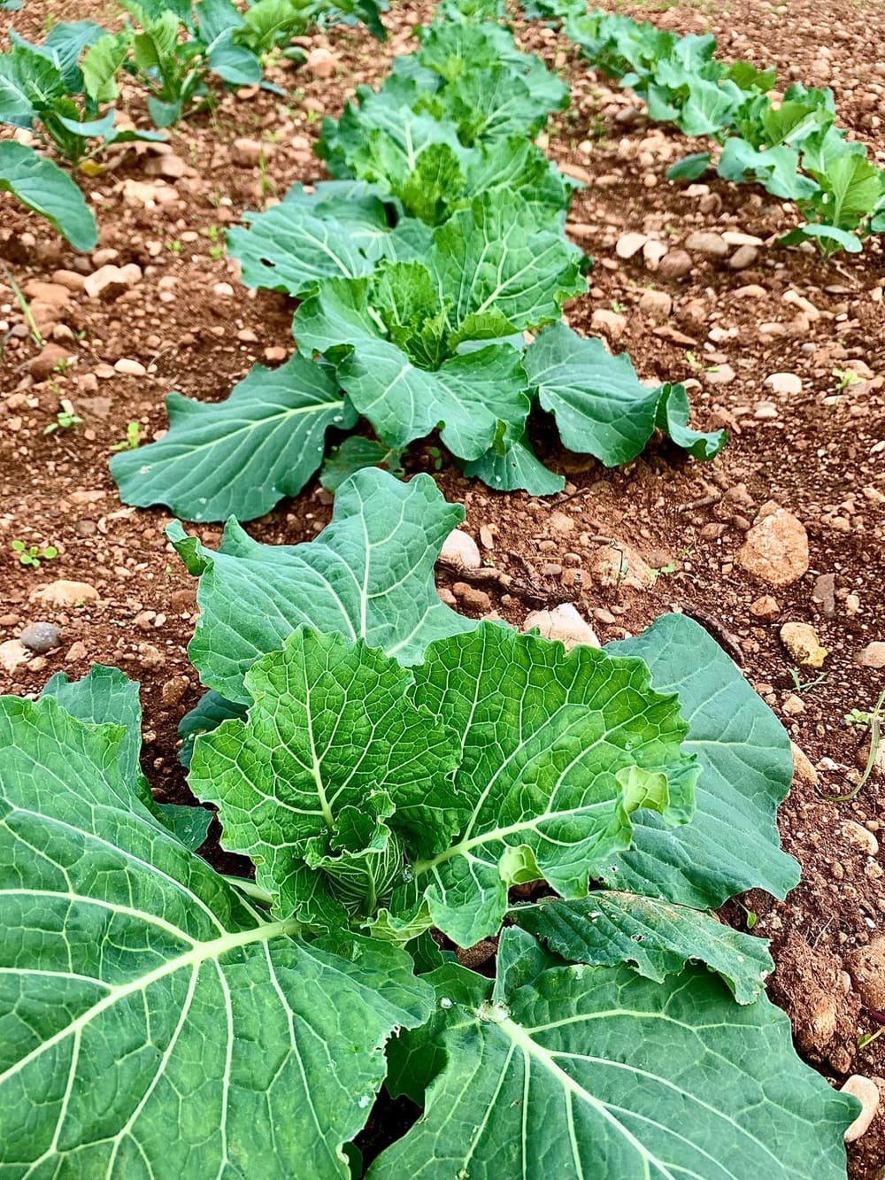 Filari di cavoli appena trapiantati sul terreno sassoso del campo