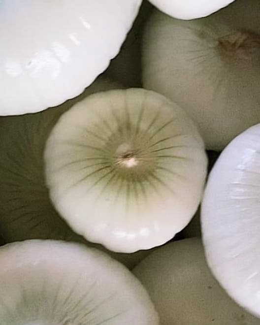 Cipolle bianche lucide in primo piano, con le venature verdi ancora visibili sulla buccia