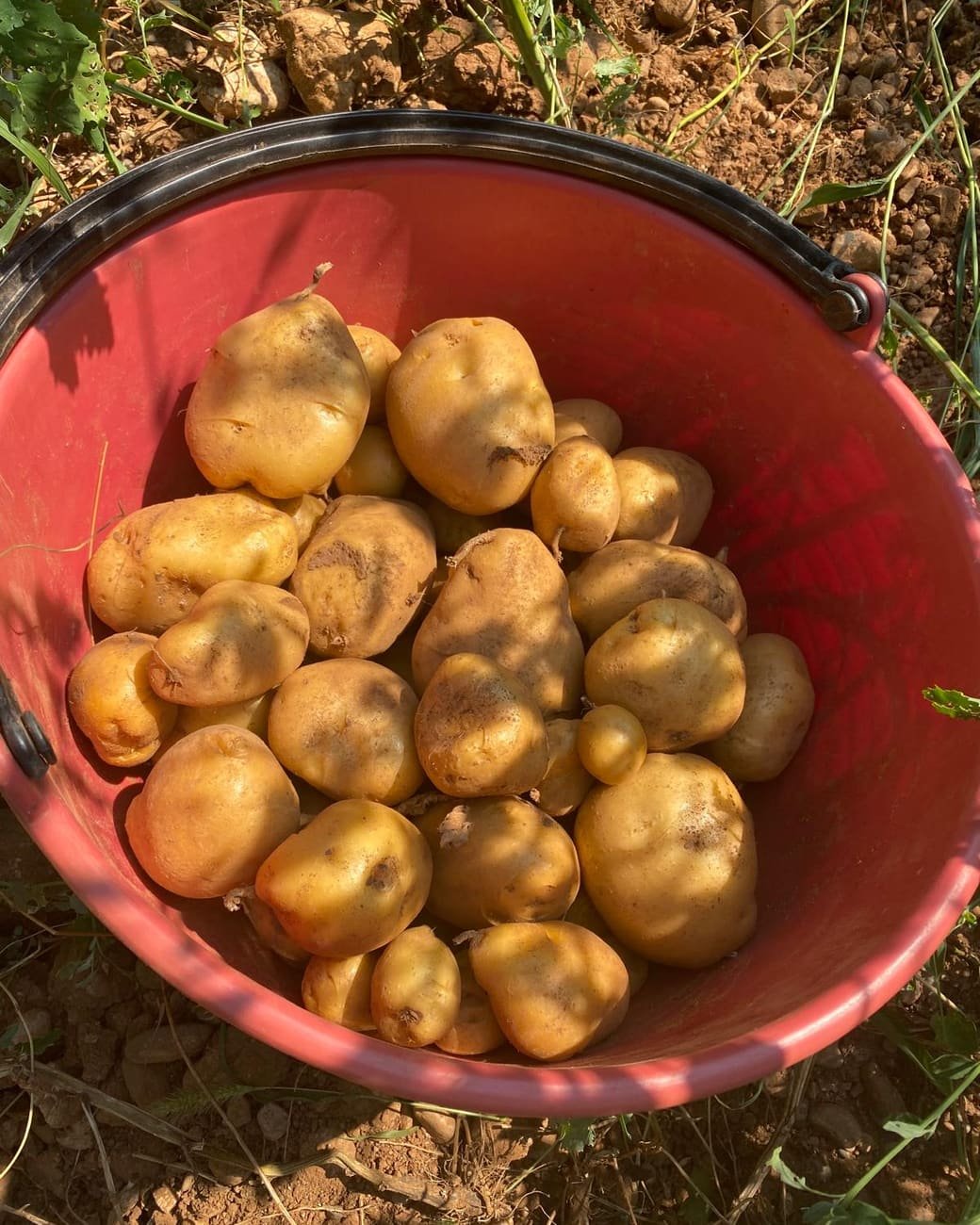 Un secchio rosso pieno di patate appena cavate, appoggiato sulla terra del campo