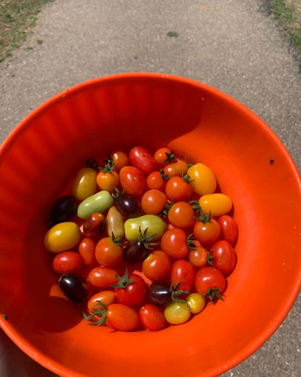 Bacinella arancione con pomodorini di colori diversi: rossi, gialli, arancioni, verdi e quasi neri