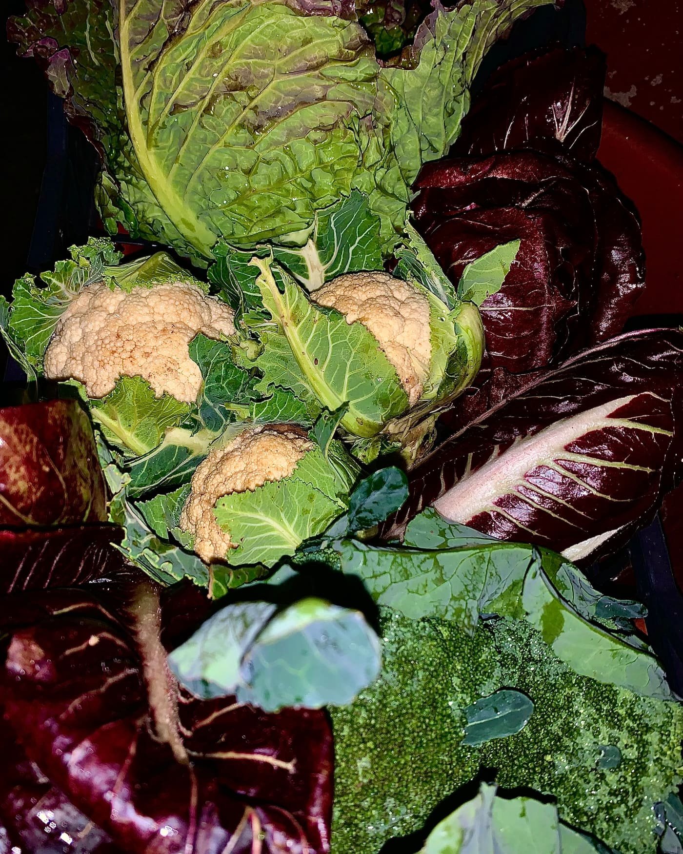 Verza, cavolfiori, radicchio e broccoli raccolti e sistemati nelle cassette