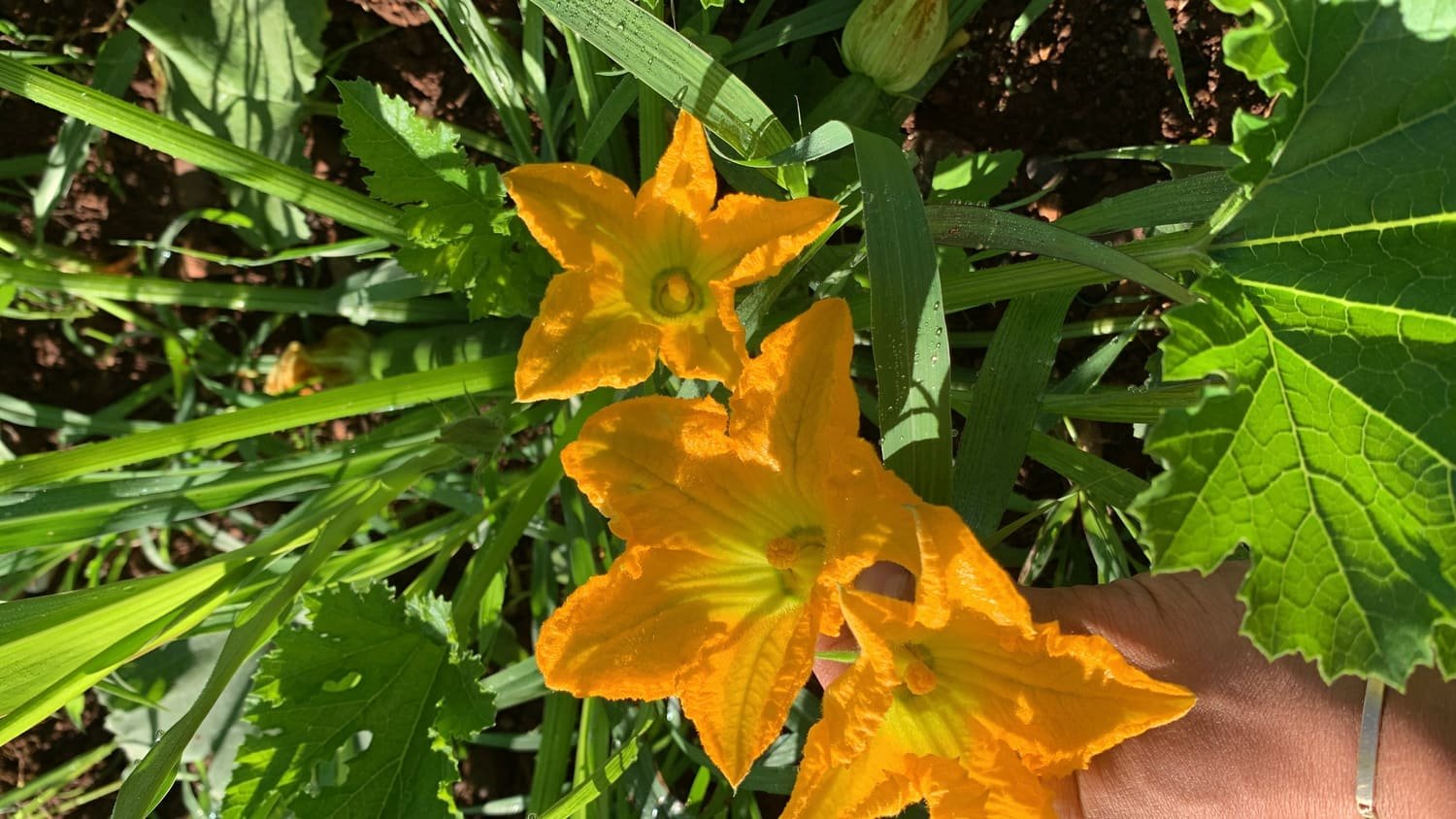 Fiori di zucca gialli aperti tra le foglie della pianta, illuminati dal sole