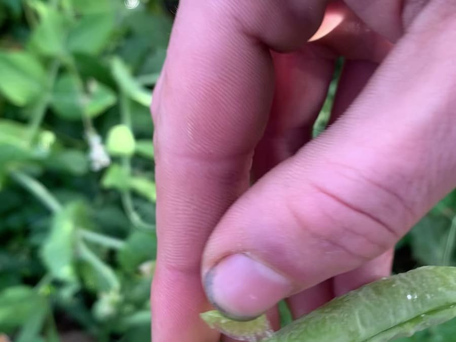 Due mani aprono un baccello di piselli appena colto, con i semi allineati dentro