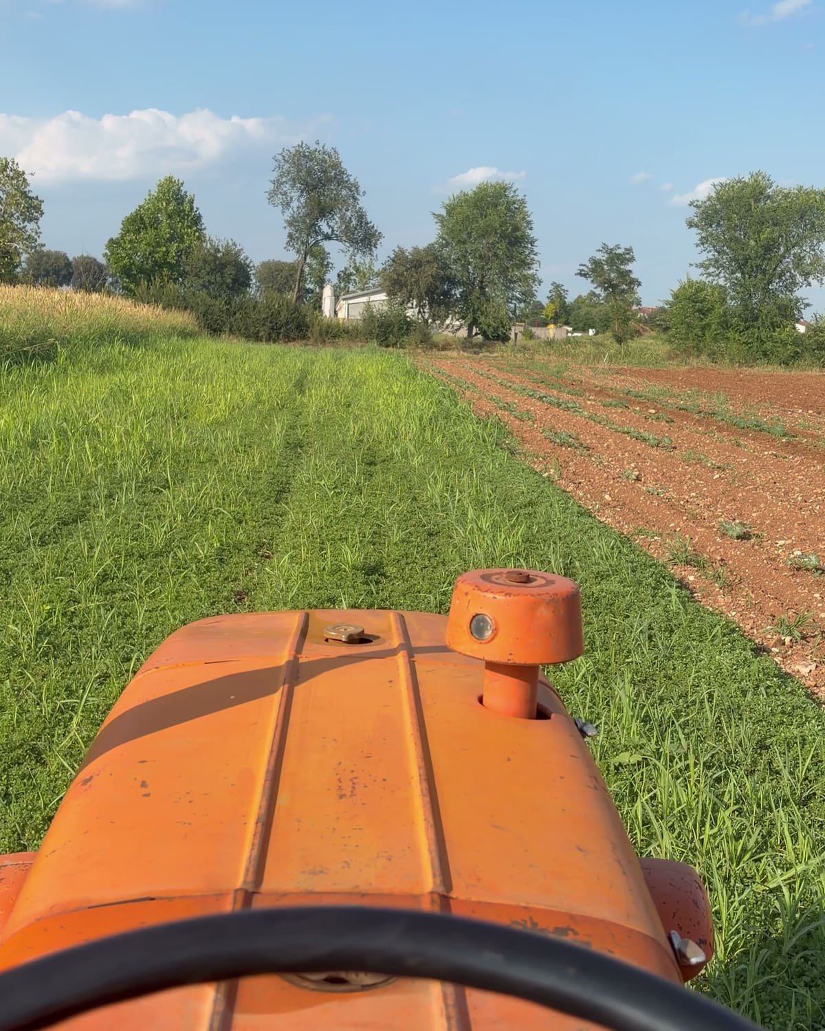 I filari verdi che si allontanano, visti dal trattore