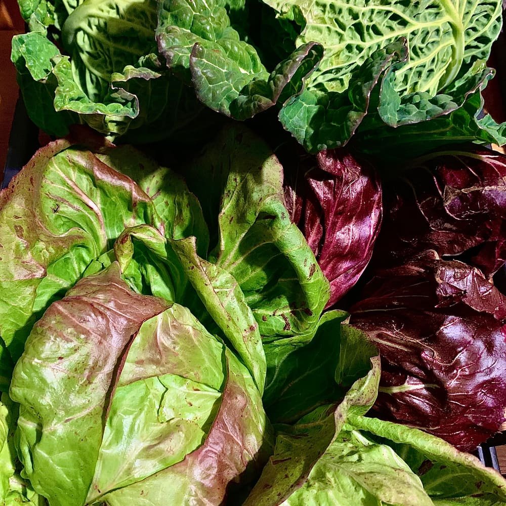 Cavoli verza, lattughe e radicchio appena raccolti, accatastati insieme